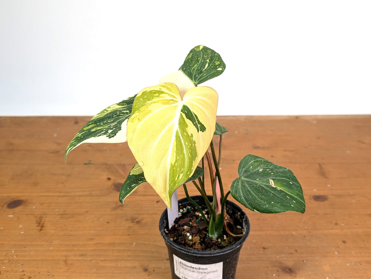 Philodendron Gloriosum Variegated (Type 2) - EXACT Plant #19D