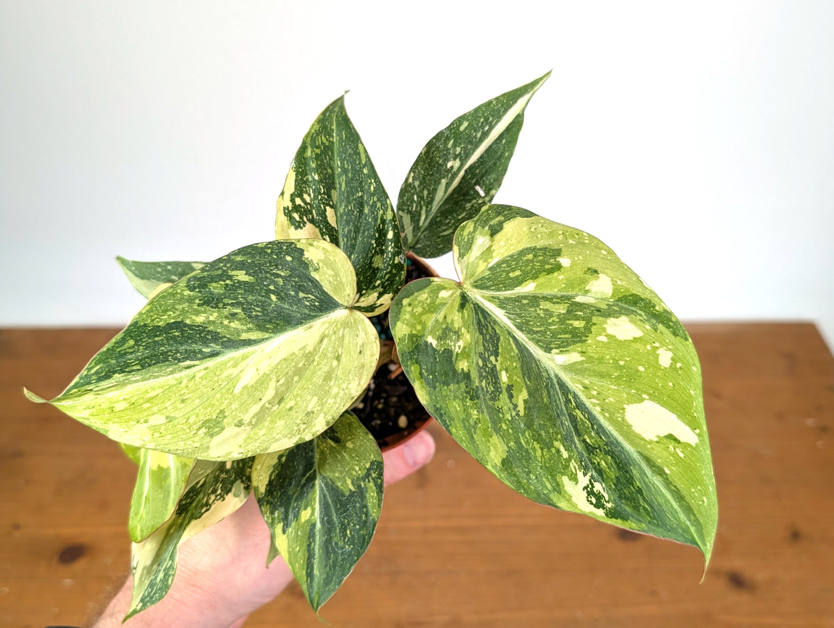 Philodendron Gloriosum Variegated (Type 2) - EXACT Plant #20D