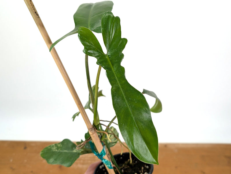 Philodendron Florida Beauty x Mayoi - Exact Plant #10B