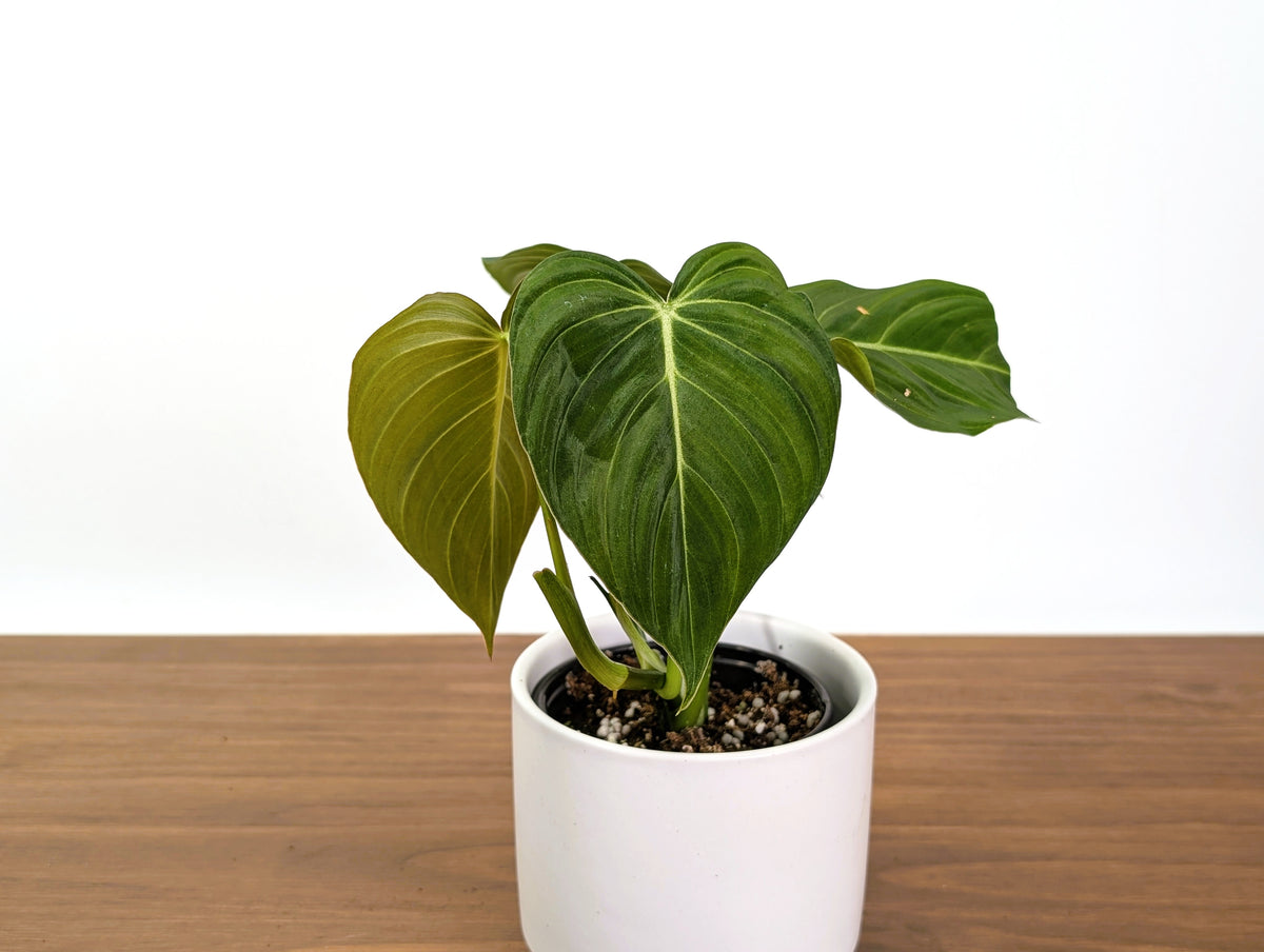 Philodendron Glorious (Gloriosum x Melanochrysum)