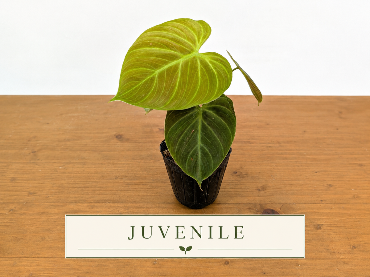 Philodendron Rubrijuvenile 'El Choco Red'