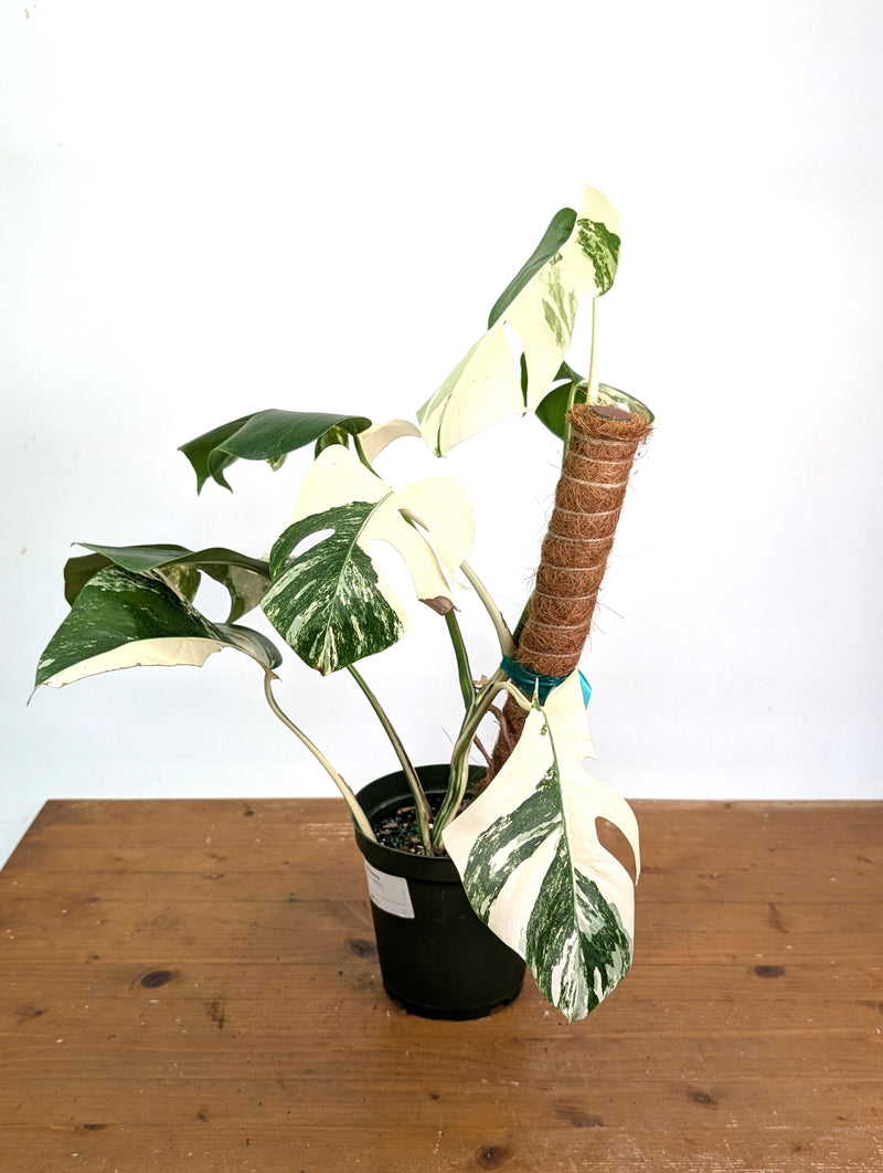 Monstera deliciosa 'Albo Variegata' - Exact Plant #20C - 6" Pot