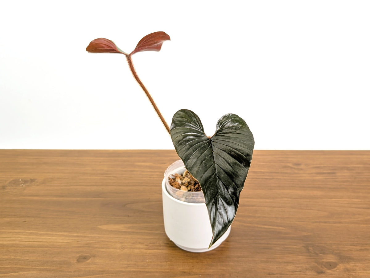 Philodendron Squamicaule Pink