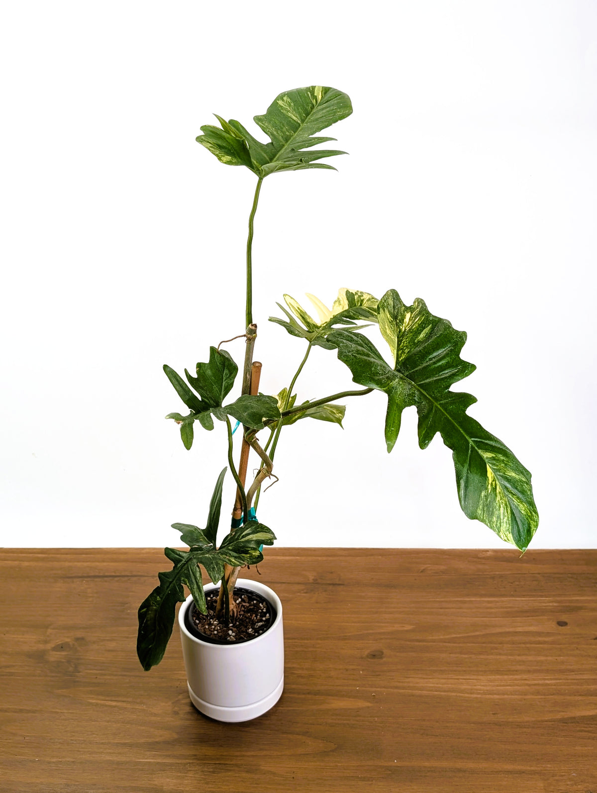 Philodendron Florida Beauty x Mayoi Variegated - Exact Plant #24C in 4" Pot