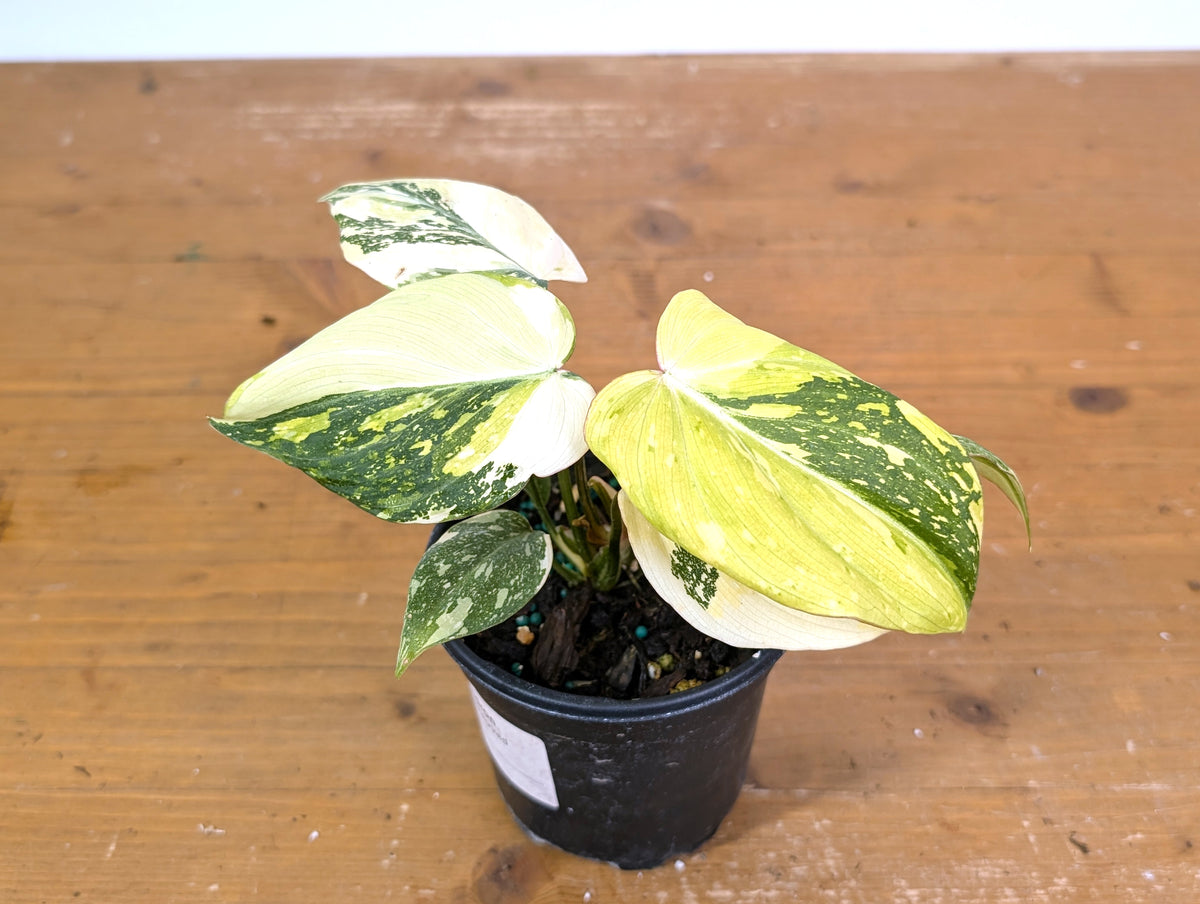 Philodendron Gloriosum Variegated (Type 2) - EXACT Plant #20E