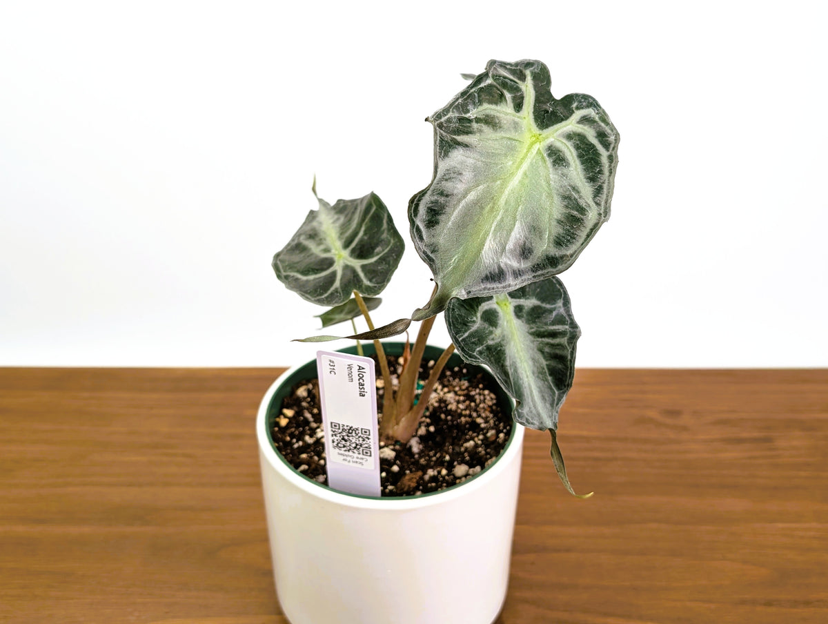 Alocasia Venom