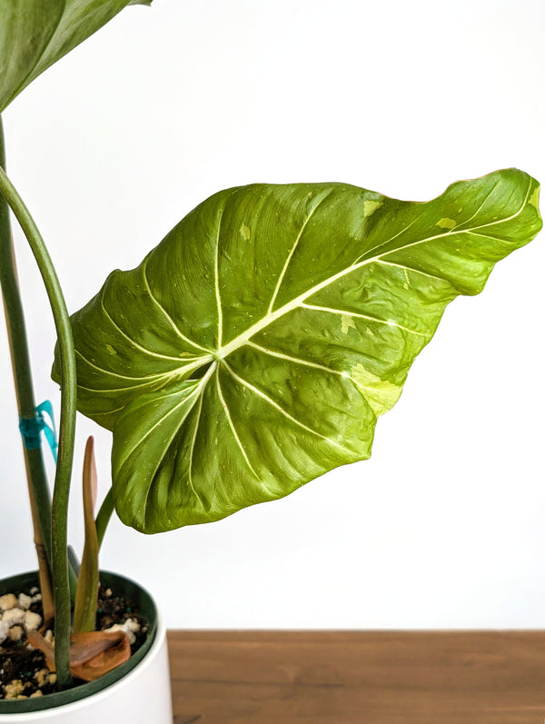 Philodendron Gloriosum x Maximum Variegated - Exact Plant #24A HUGE Leaf over 12" in 6" Pot
