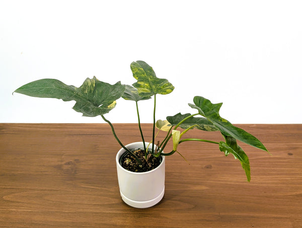 Philodendron Florida Beauty x Mayoi Variegated - Exact Plant #27B in 4" Pot