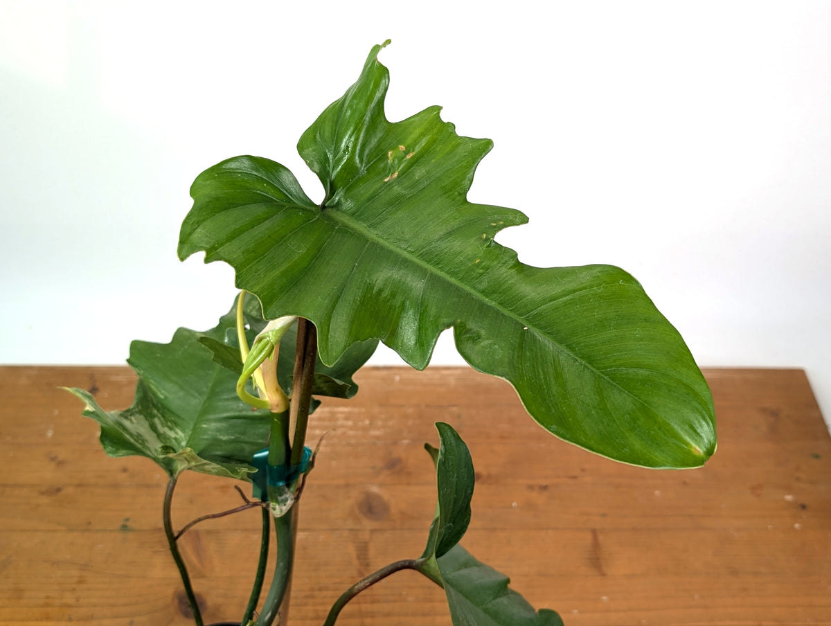 Philodendron Florida Beauty x Mayoi - Exact Plant #10D