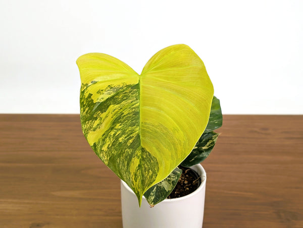Philodendron Florida Beauty × Fuzzy Petiole Variegated - Exact Plant #31A - One of a Kind