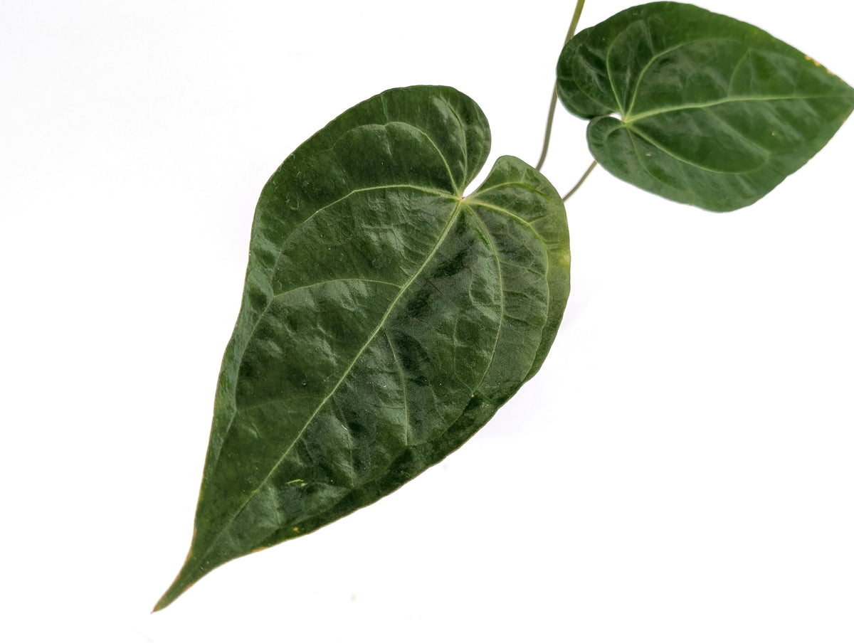 Anthurium Silver Blush x Papillilamimum