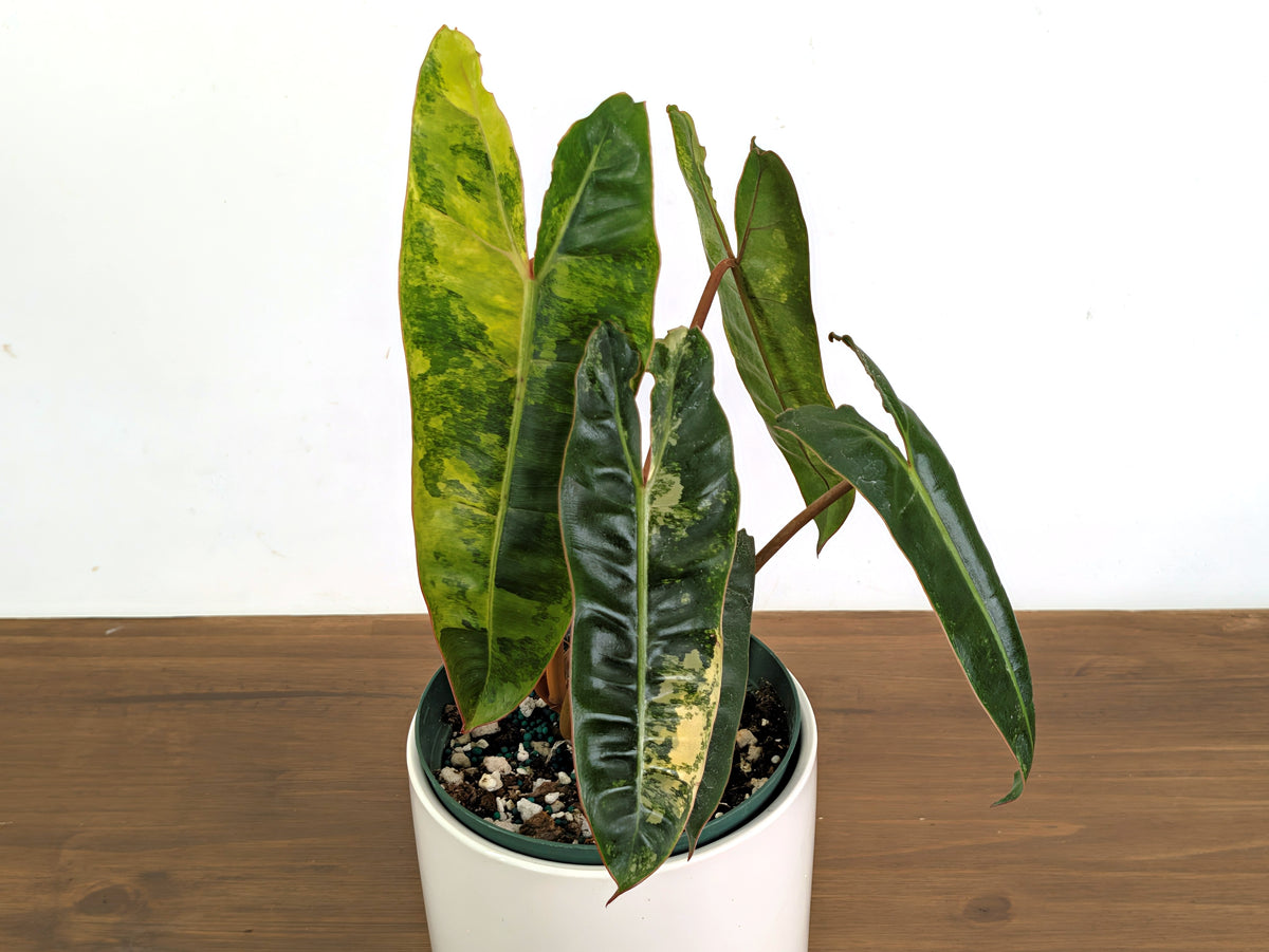 Philodendron Billietiae Variegated