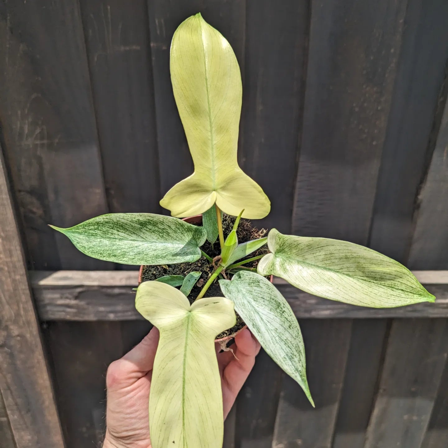 Philodendron Florida Ghost Mint