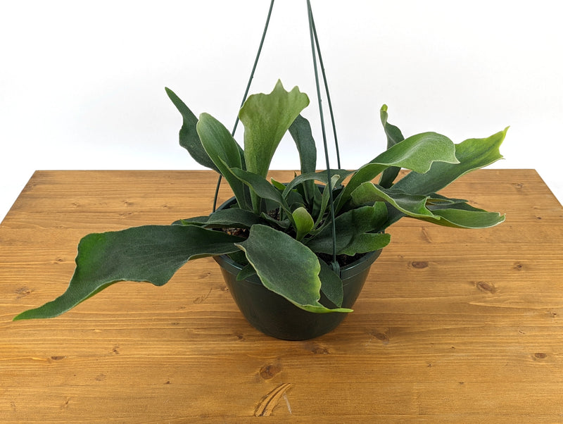 Staghorn Fern (Platycerium bifurcatum)