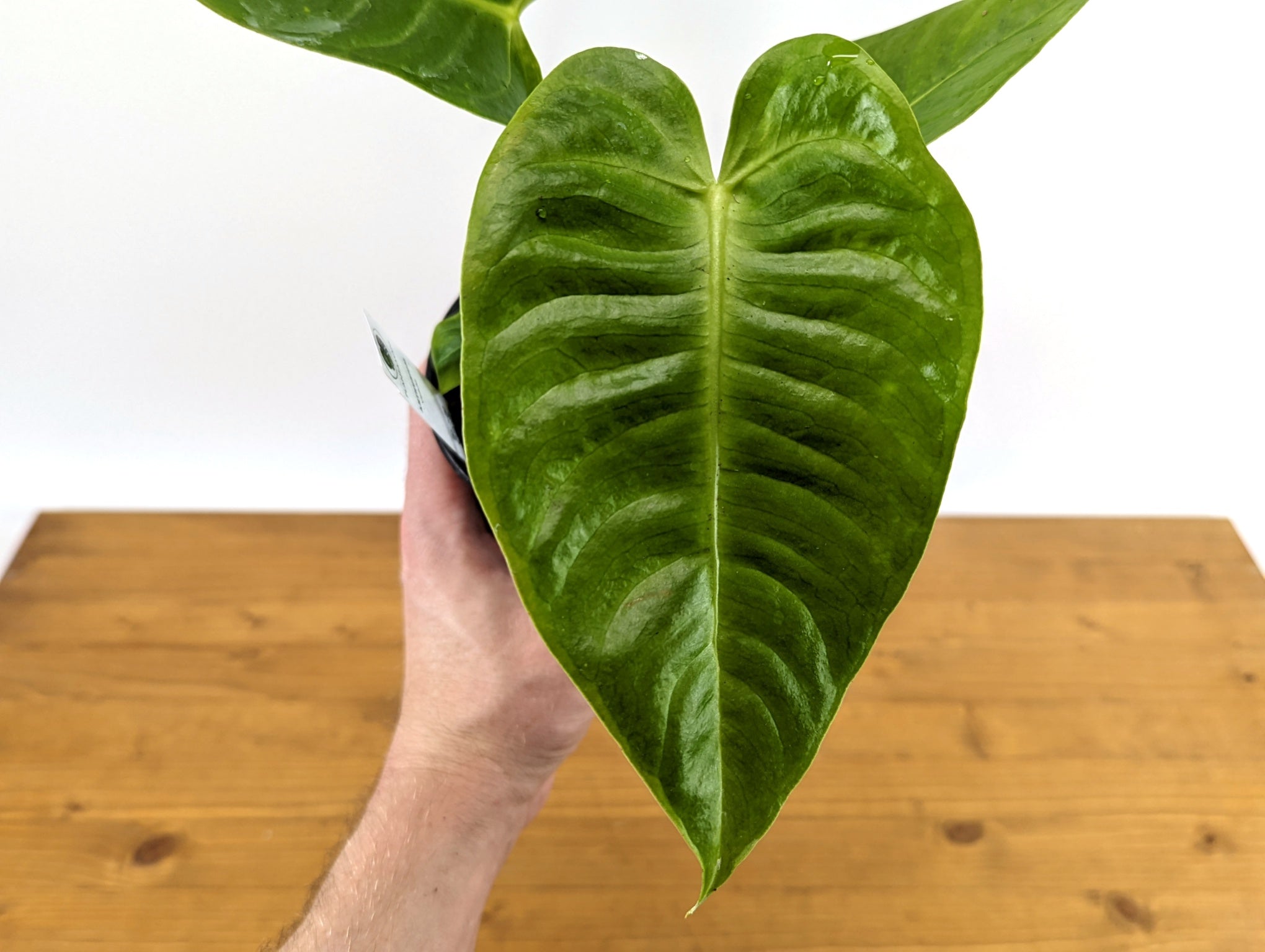 RARE Philodendron Rugrosum x Rubrijuvenile (El Choco)