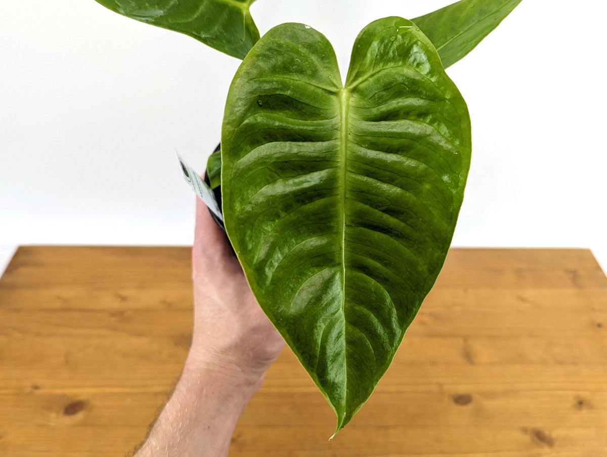 Anthurium Veitchii 'King'