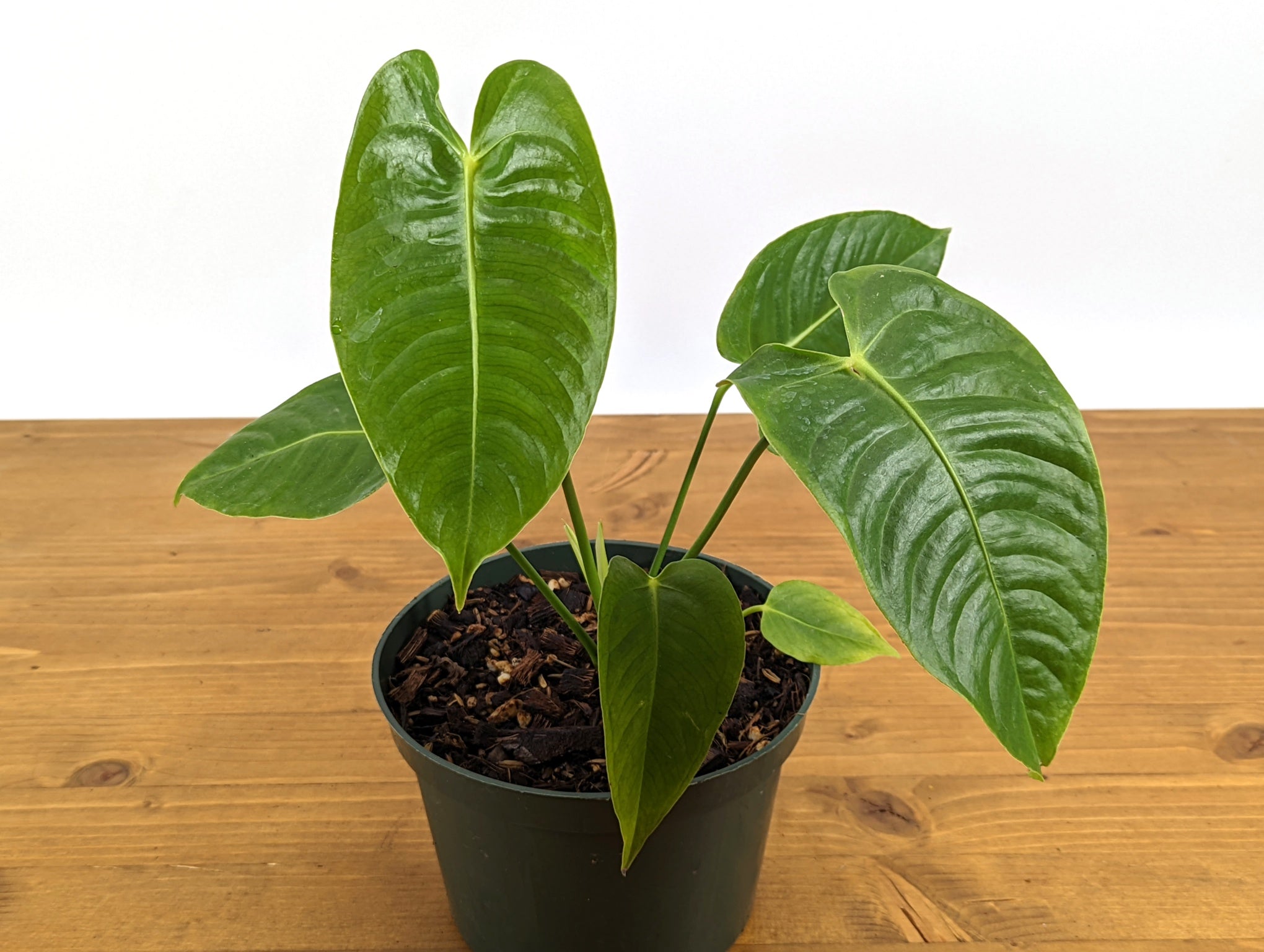 RARE Philodendron Rugrosum x Rubrijuvenile (El Choco)