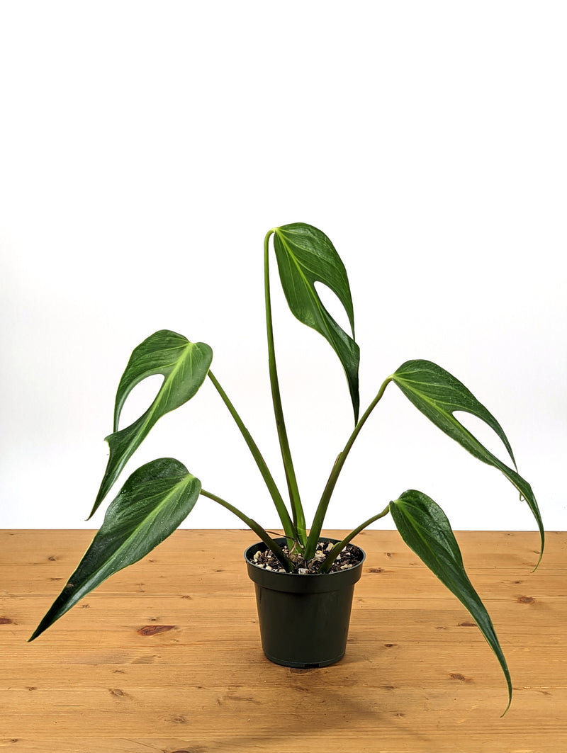 Monstera Burle Marx Flame