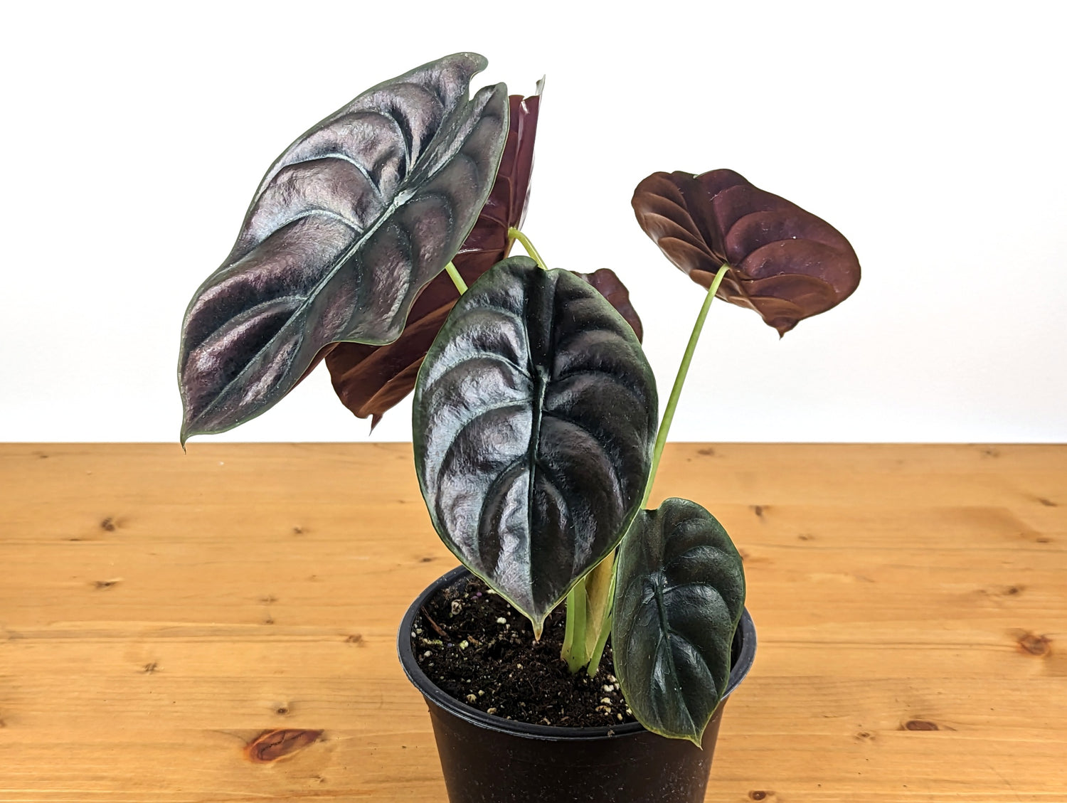 Alocasia cuprea Red Secret