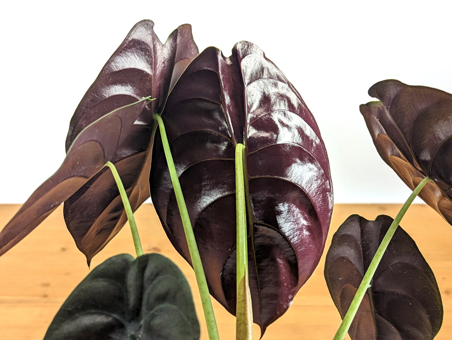 Alocasia cuprea Red Secret