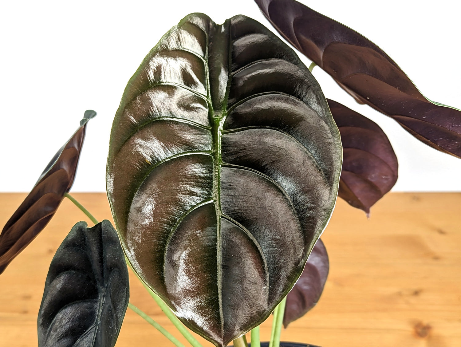 Alocasia cuprea Red Secret