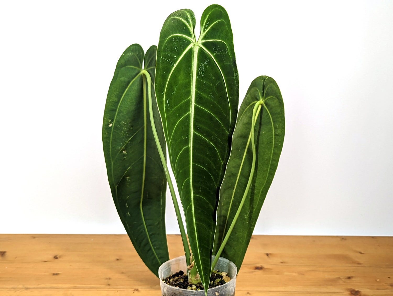 Anthurium Warocqueanum Queen