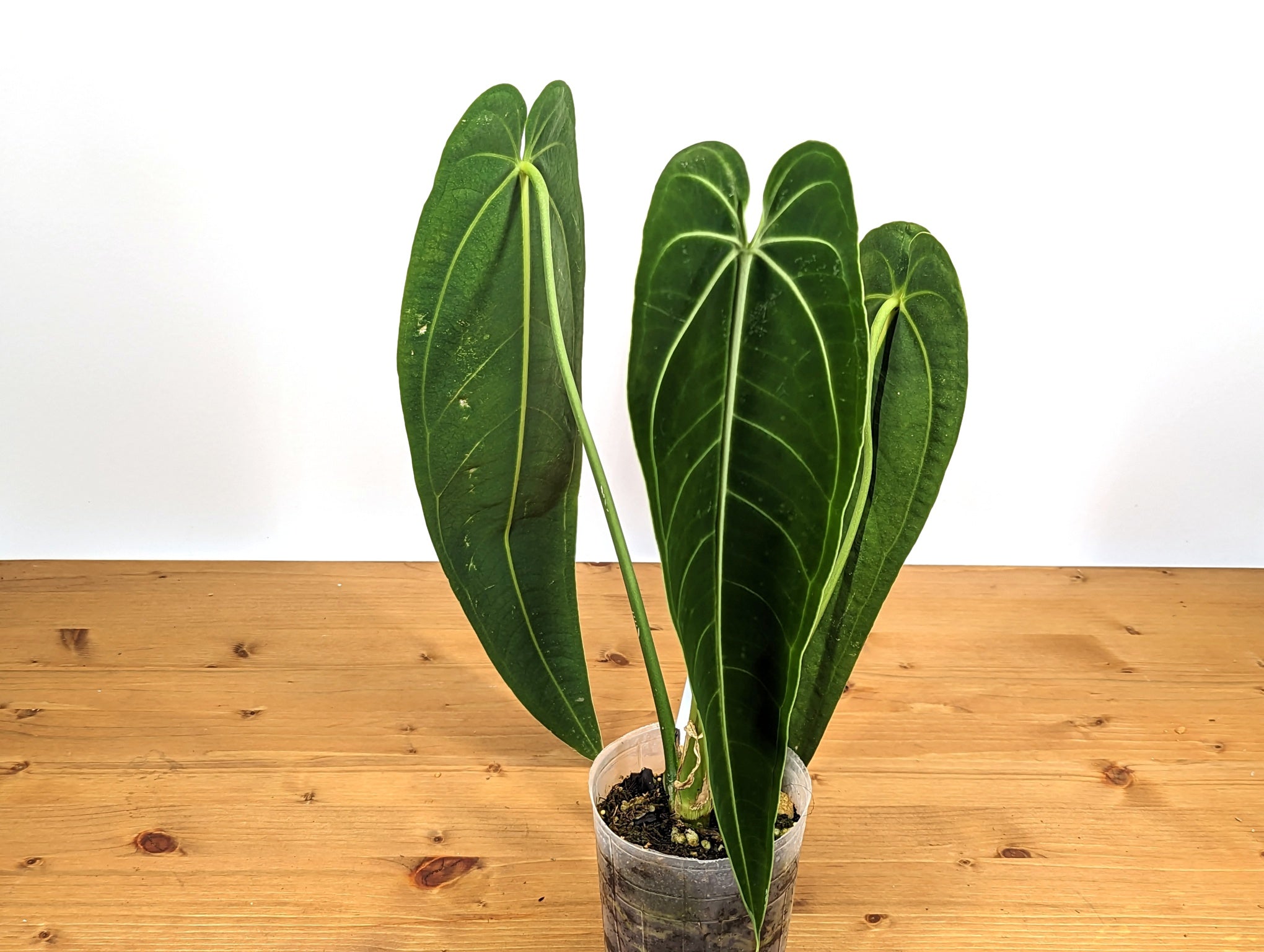 Anthurium warocqueanum Queen - PLANTAMANI Plant Co