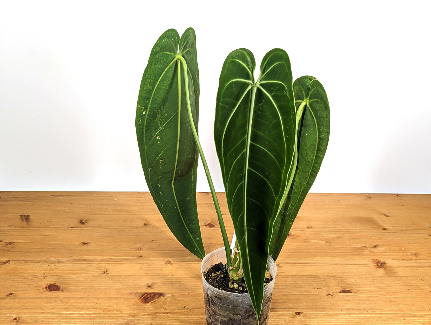 Anthurium Warocqueanum Queen