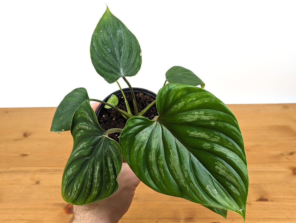 Philodendron Plowmanii