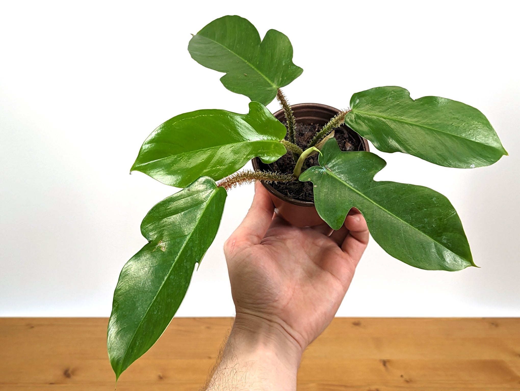 Philodendron Squamiferum