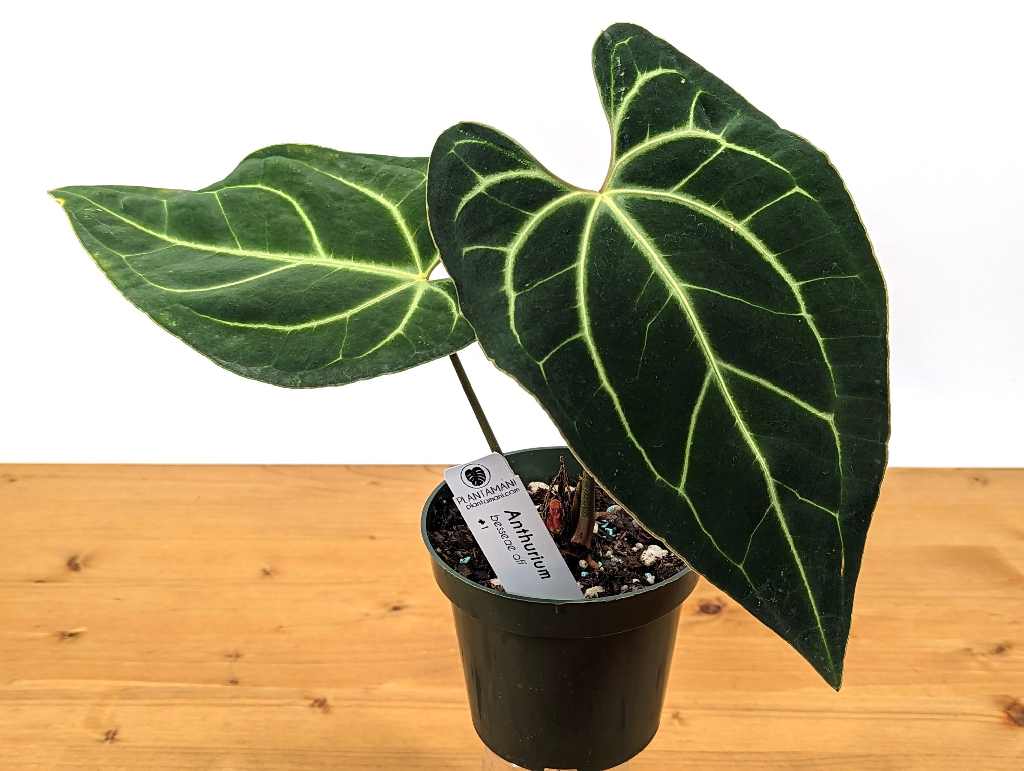 Anthurium Besseae