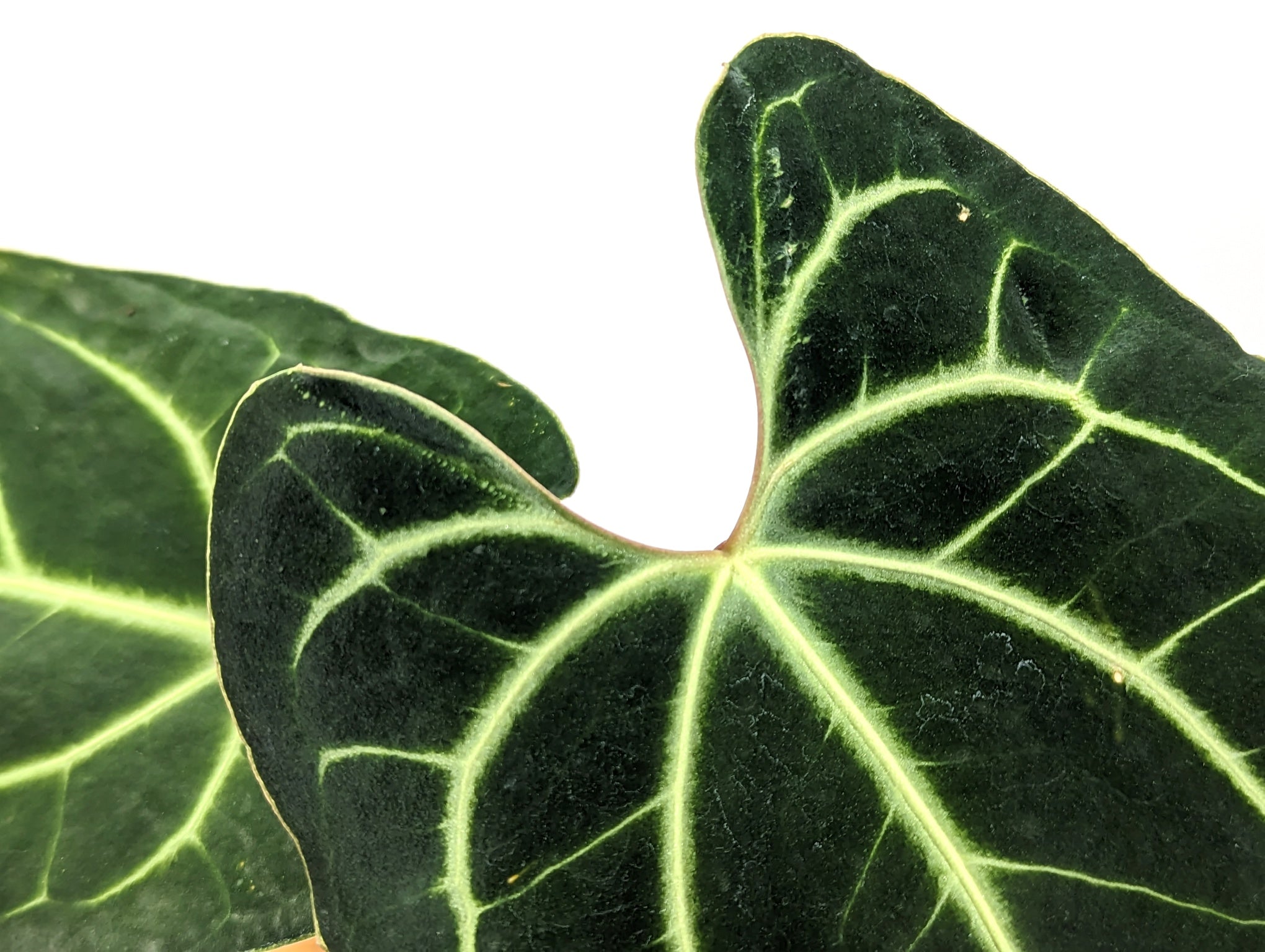 Anthurium Besseae