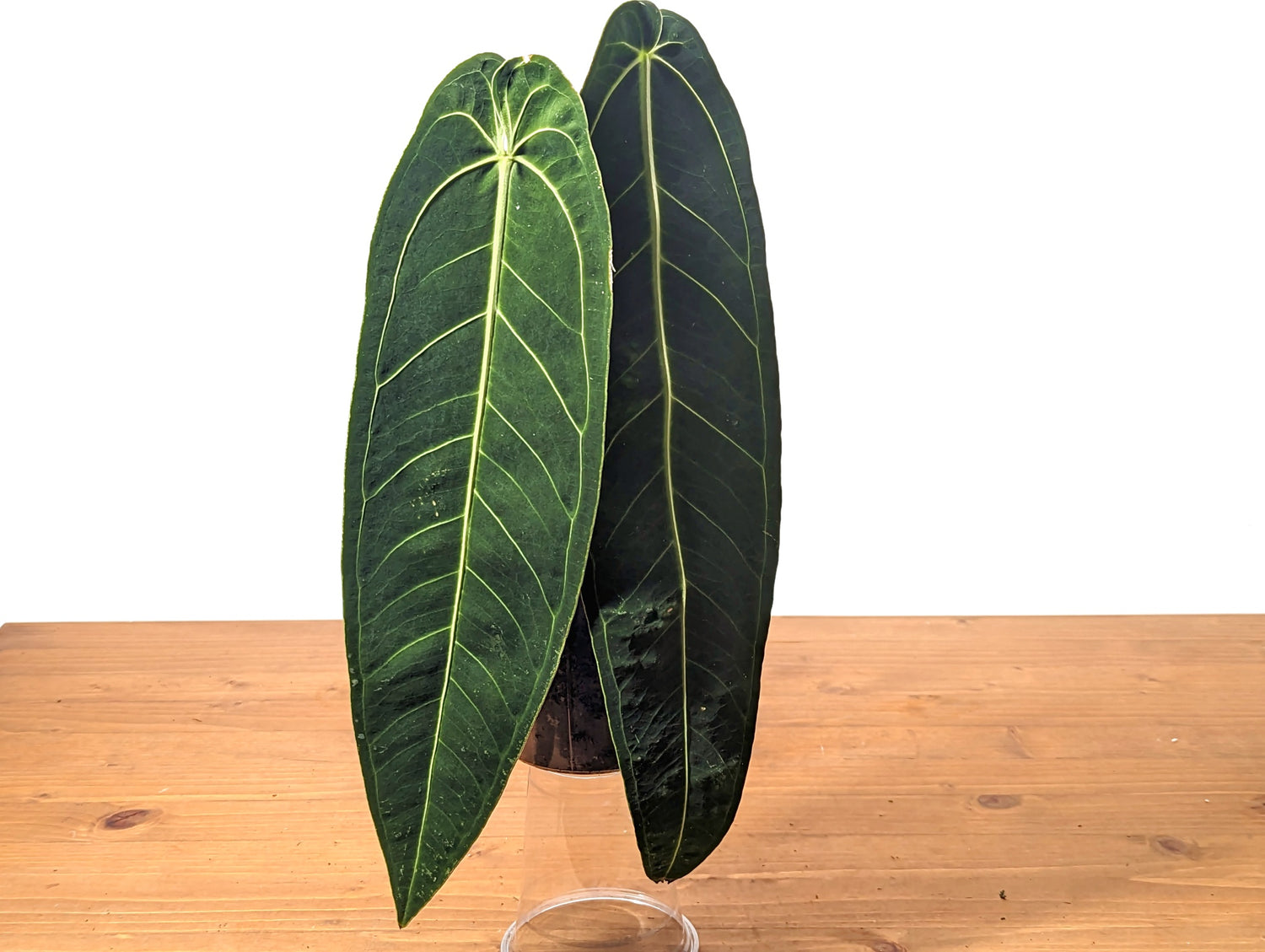 Anthurium Warocqueanum Queen