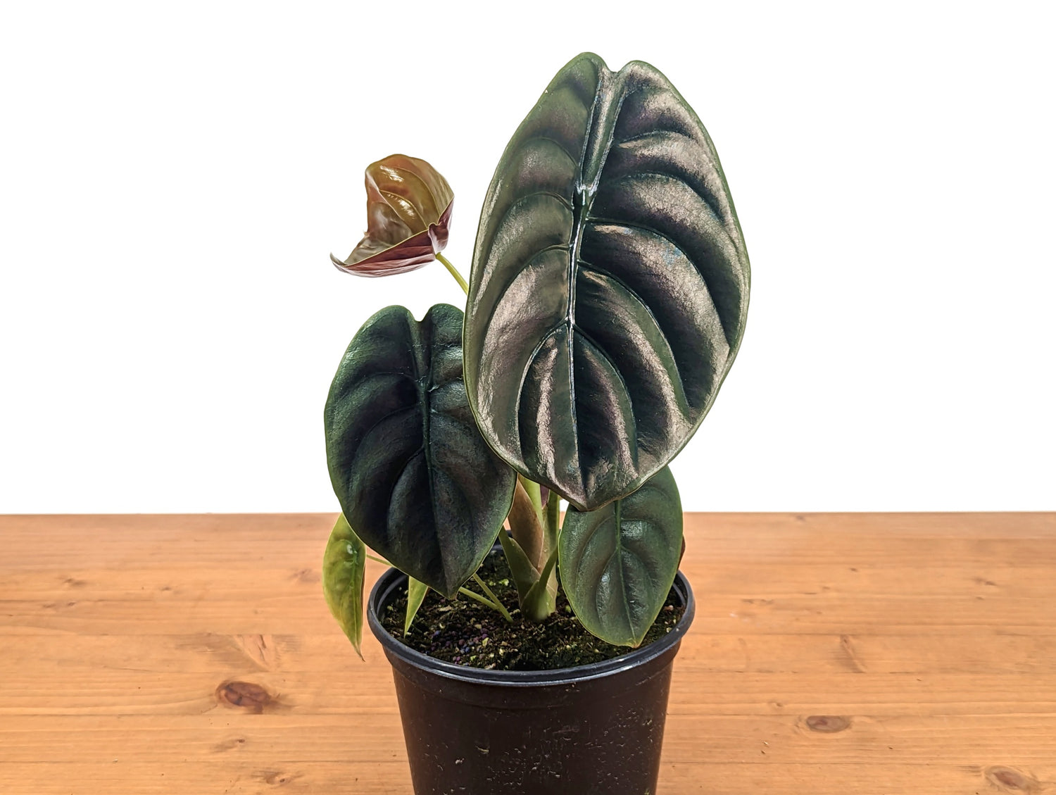 Alocasia cuprea Red Secret