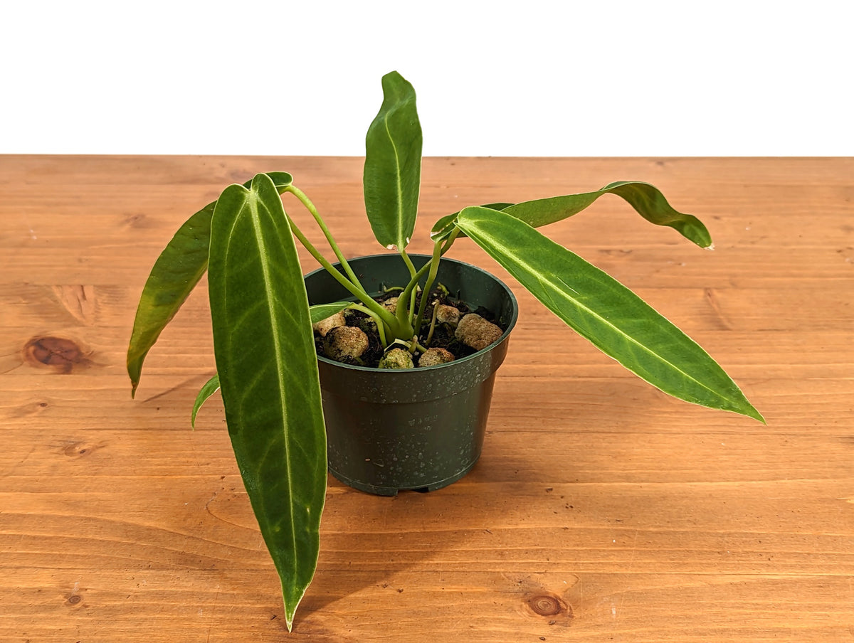 Anthurium Warocqueanum 'Queen'