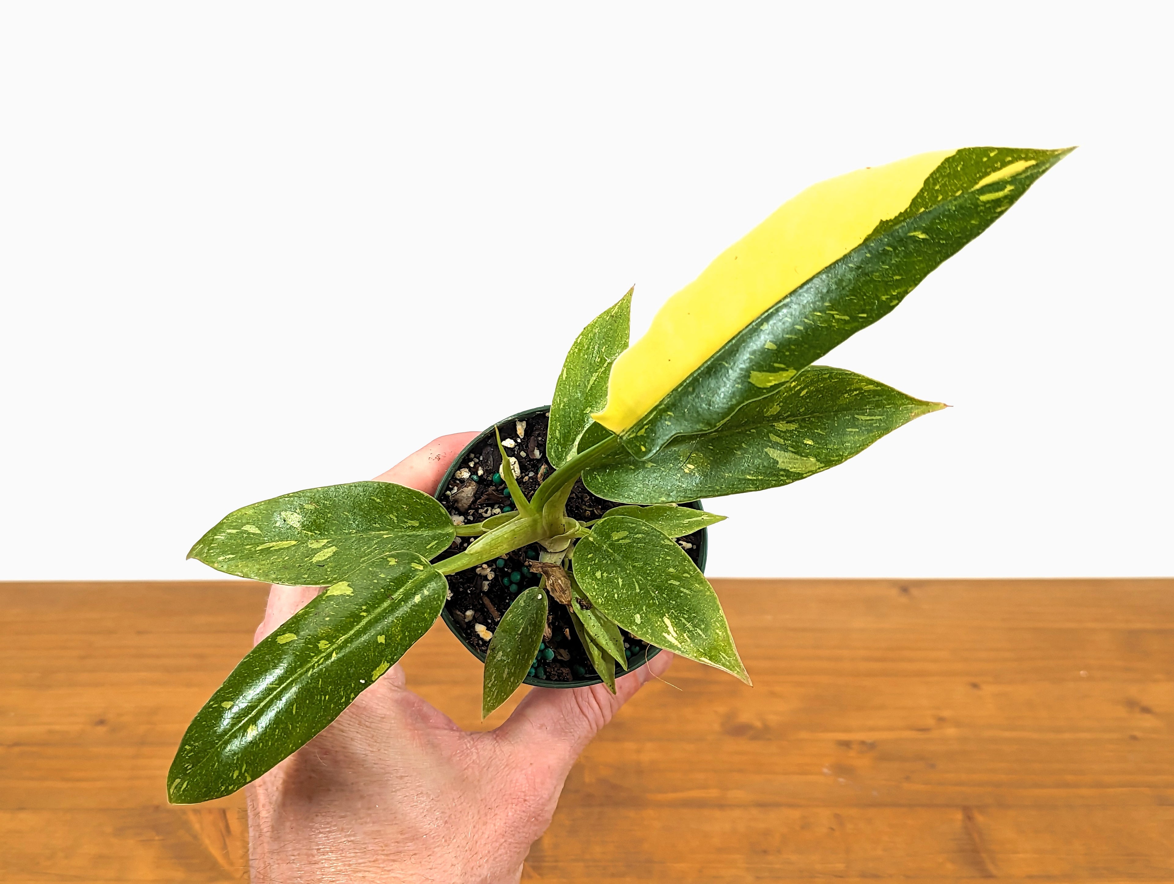 Philodendron Ring of Fire