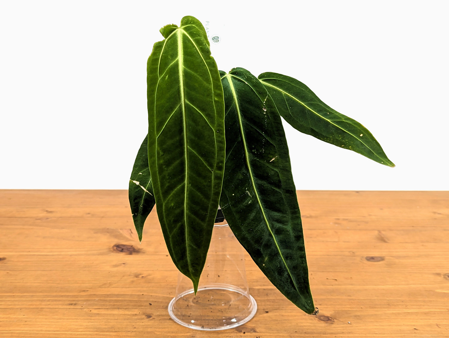 Anthurium Warocqueanum Queen