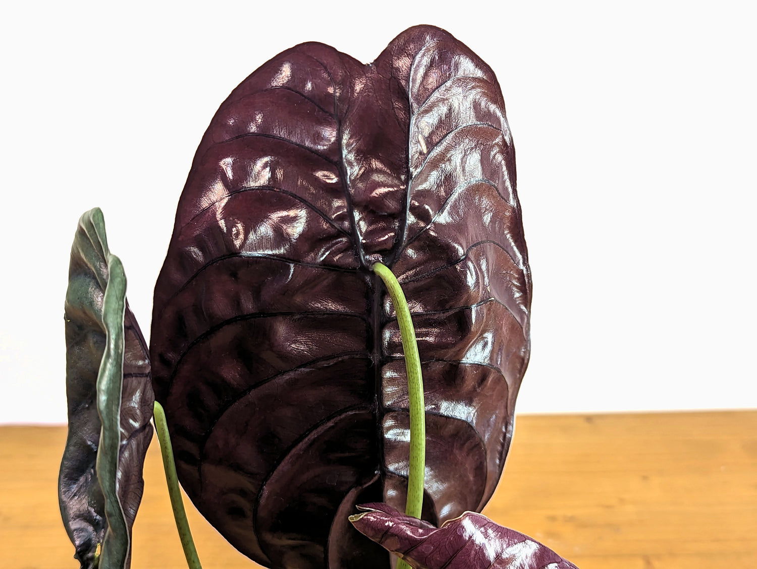 Alocasia cuprea Red Secret