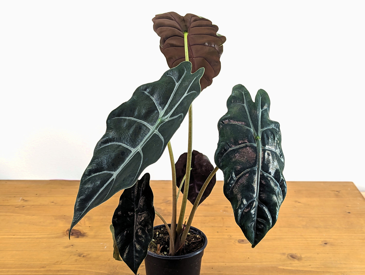 Alocasia Chantrieri