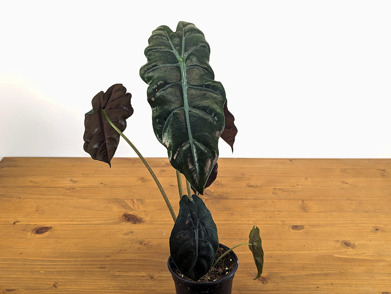 Alocasia Chantrieri