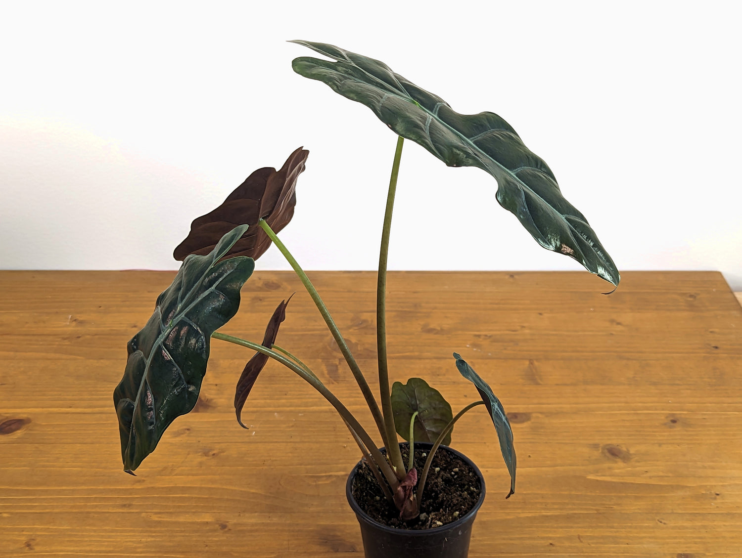 Alocasia Chantrieri