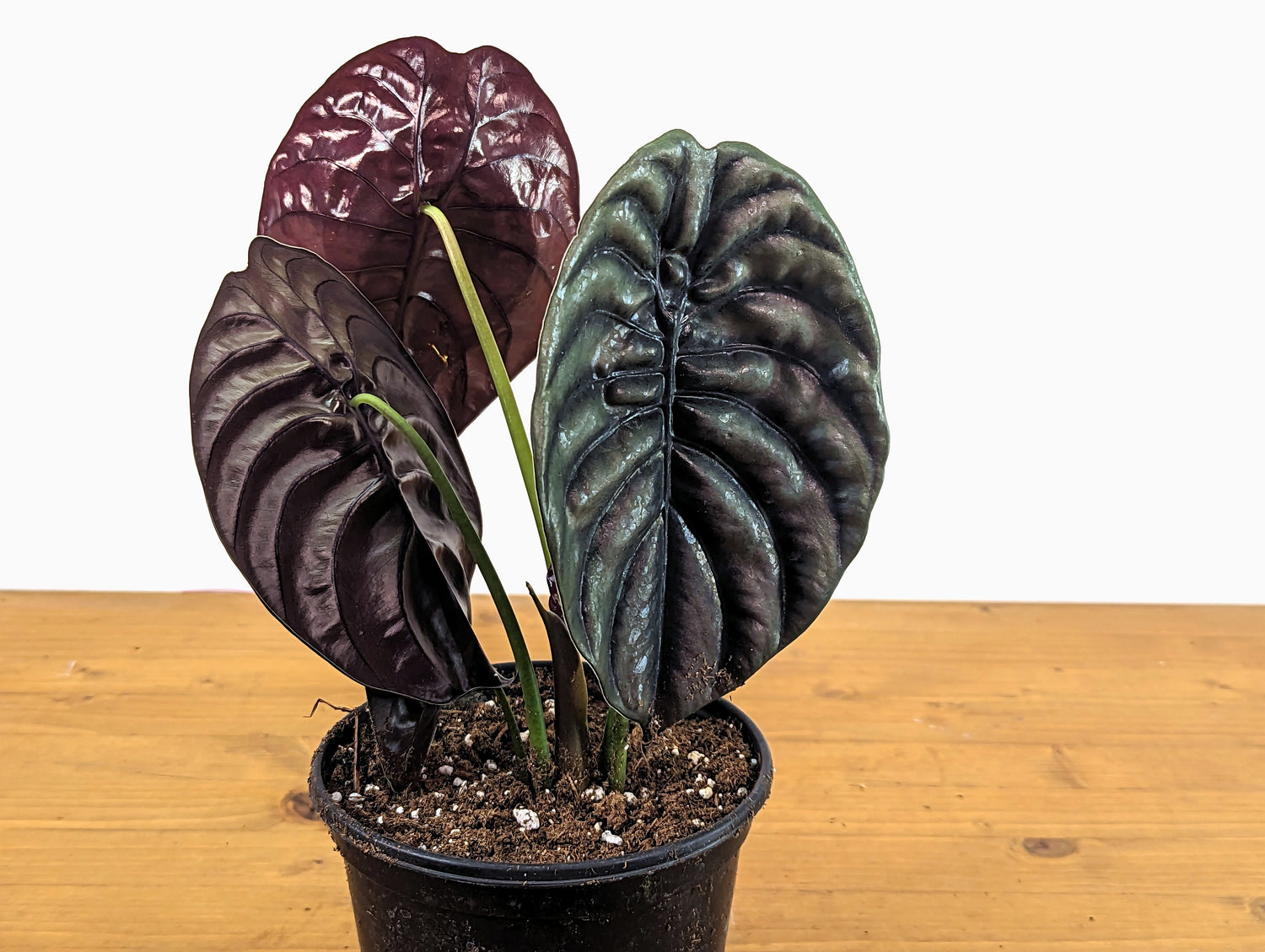 Alocasia cuprea Red Secret