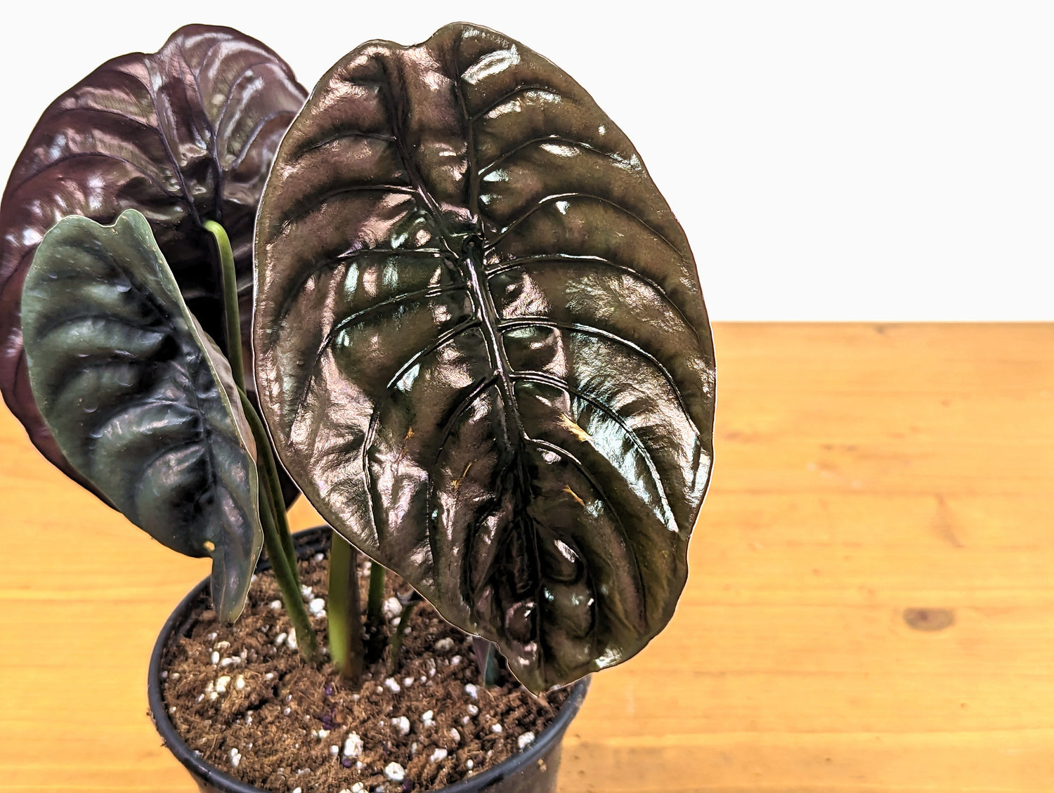 Alocasia cuprea Red Secret