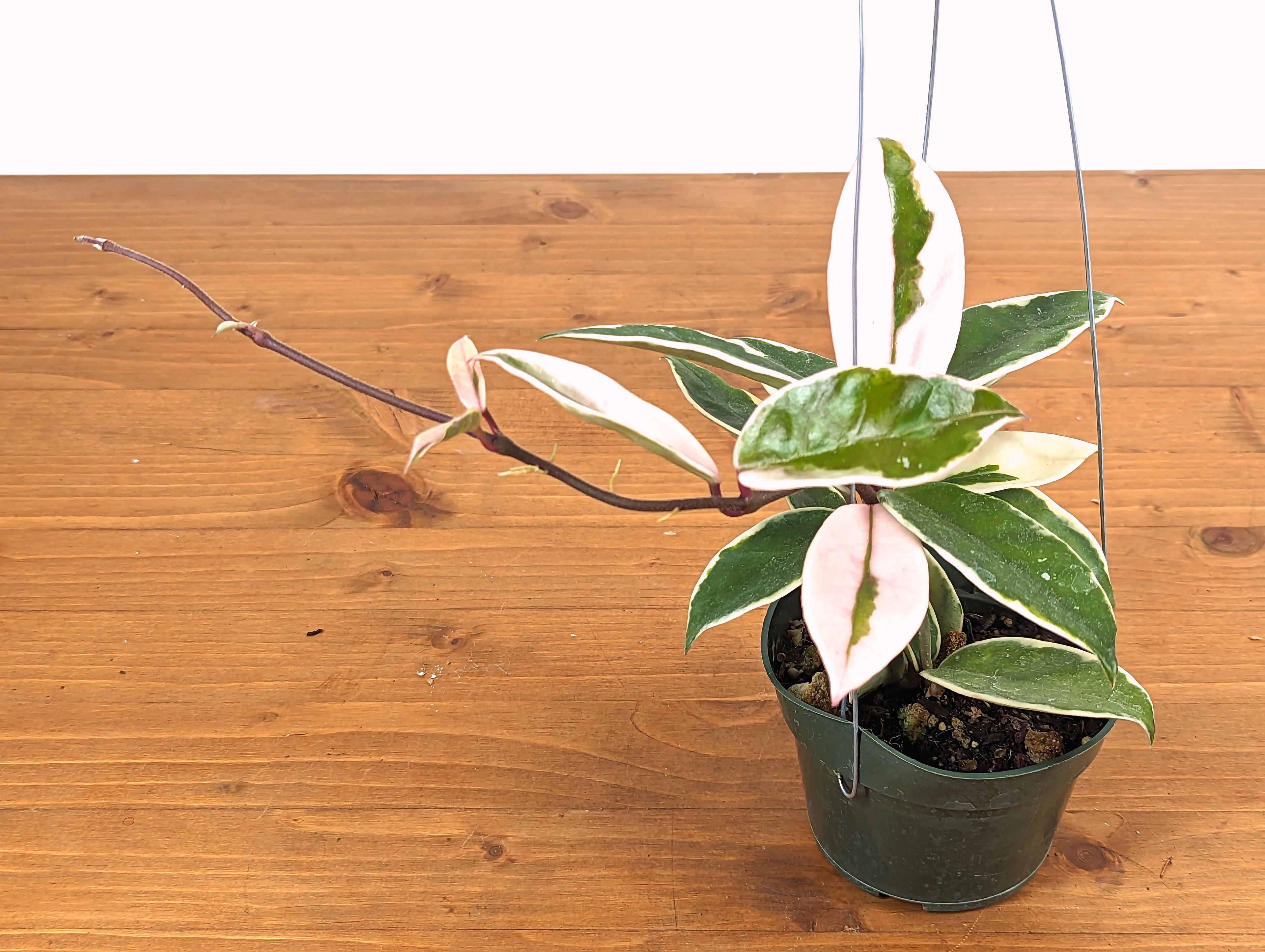 Hoya Carnosa Albo &