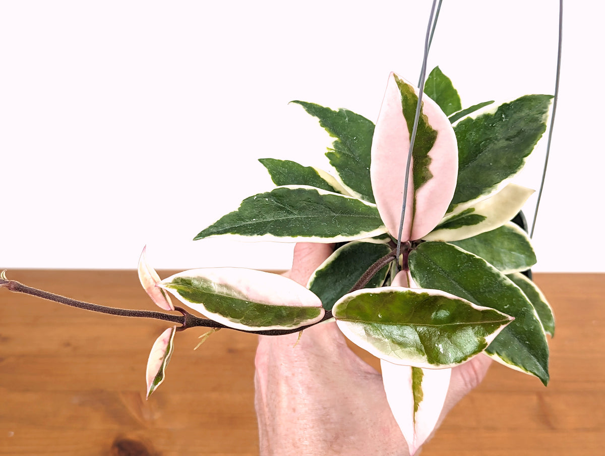 Hoya 'Krimson Queen' Carnosa Albo