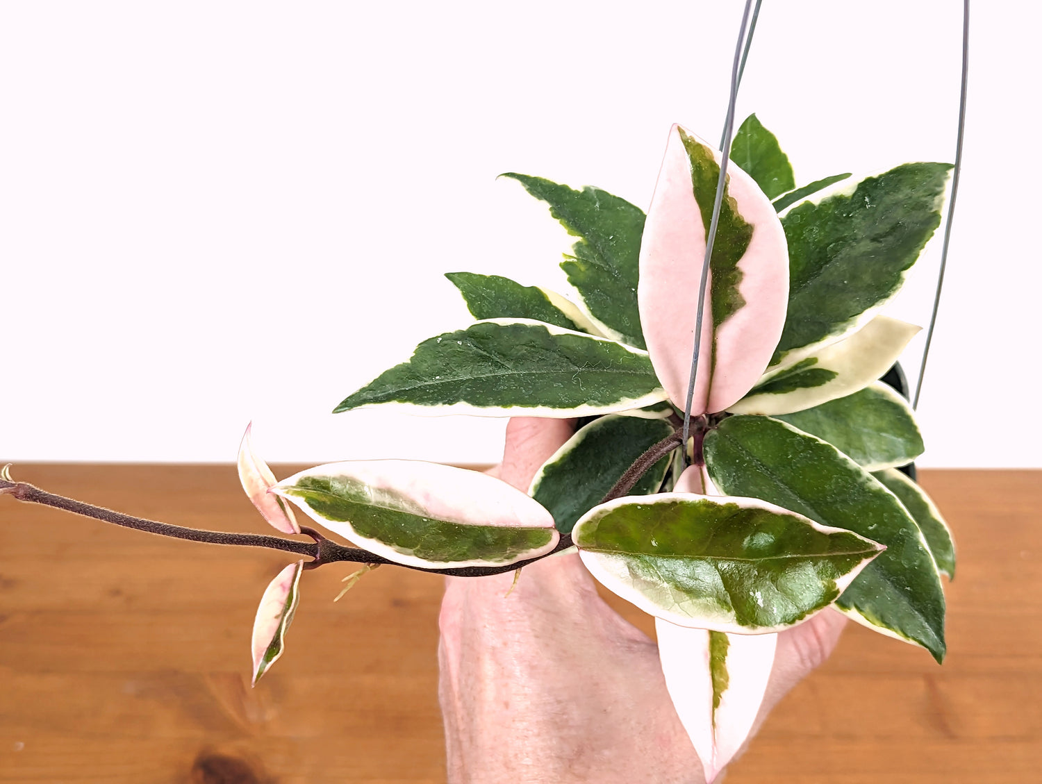Hoya Carnosa Albo &