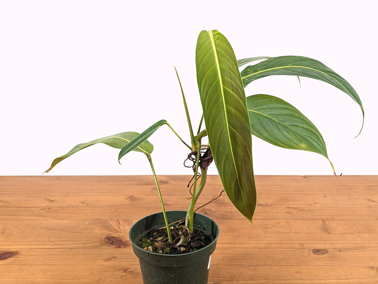 Philodendron Heterocraspedon