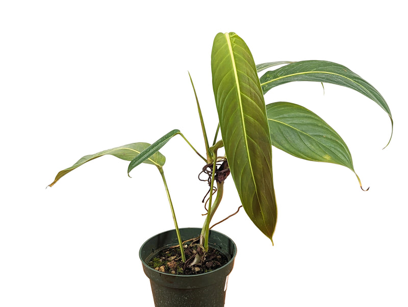 Philodendron Heterocraspedon