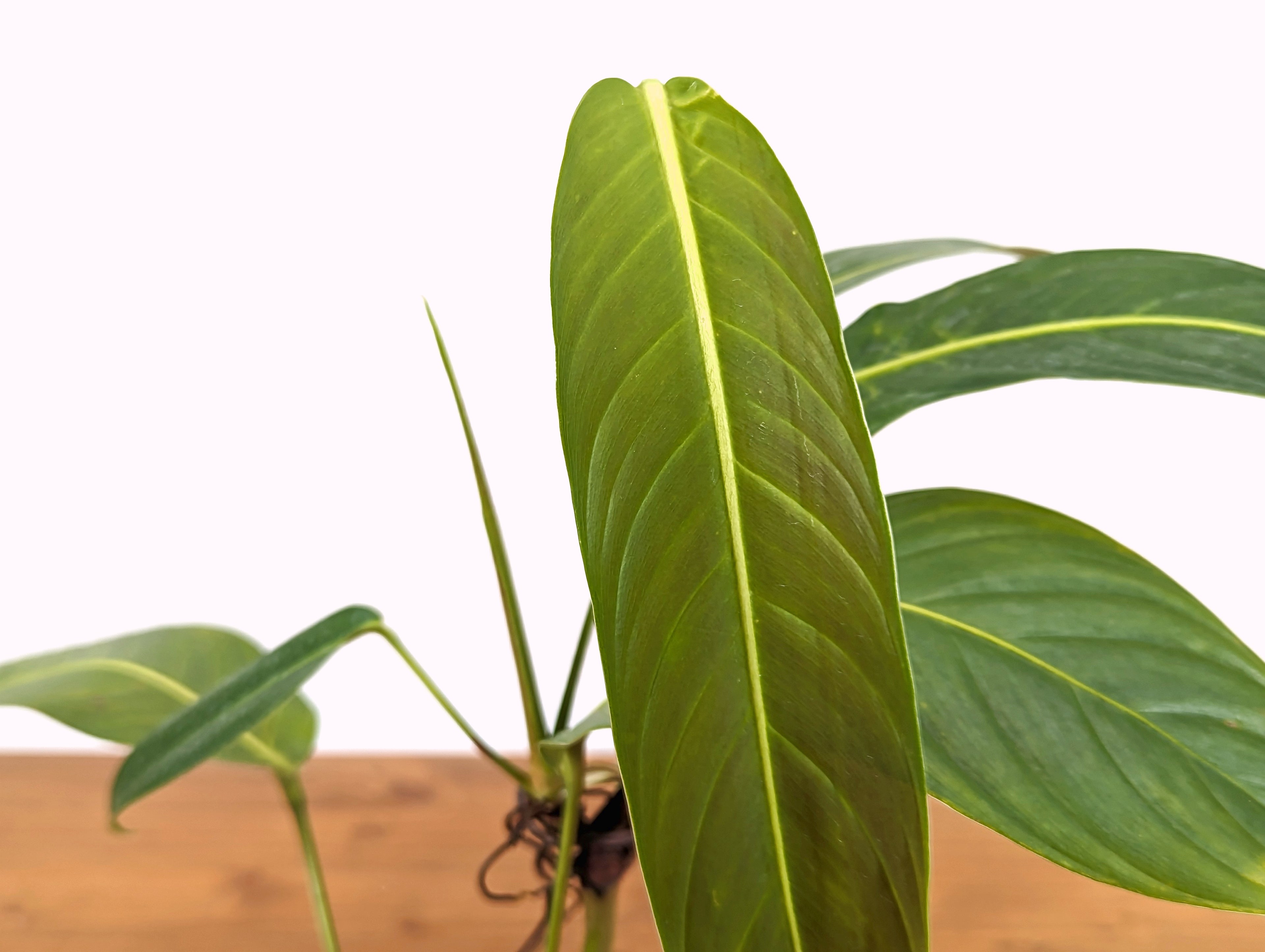 Philodendron Heterocraspedon