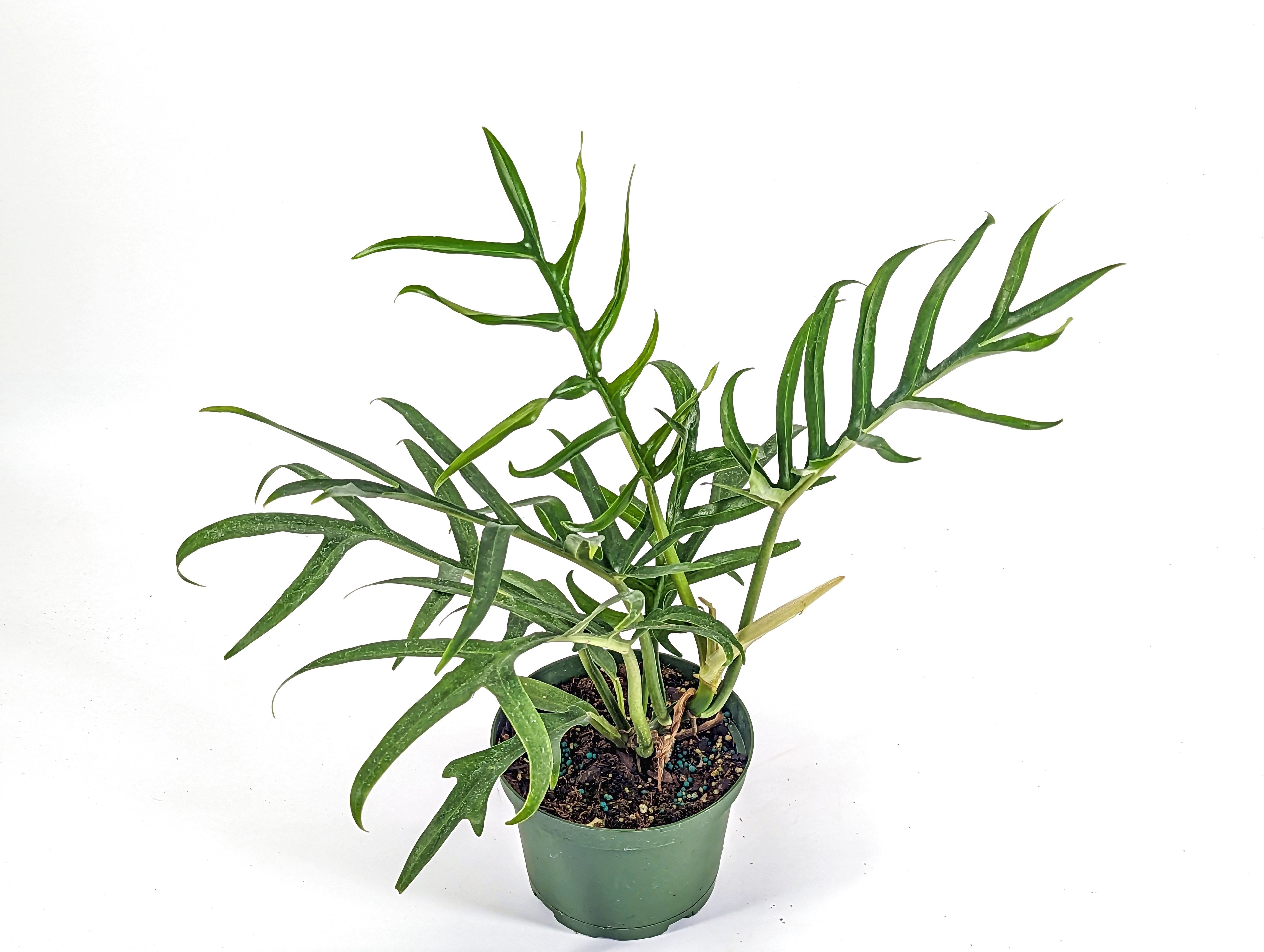 Philodendron Tortum Wide Form